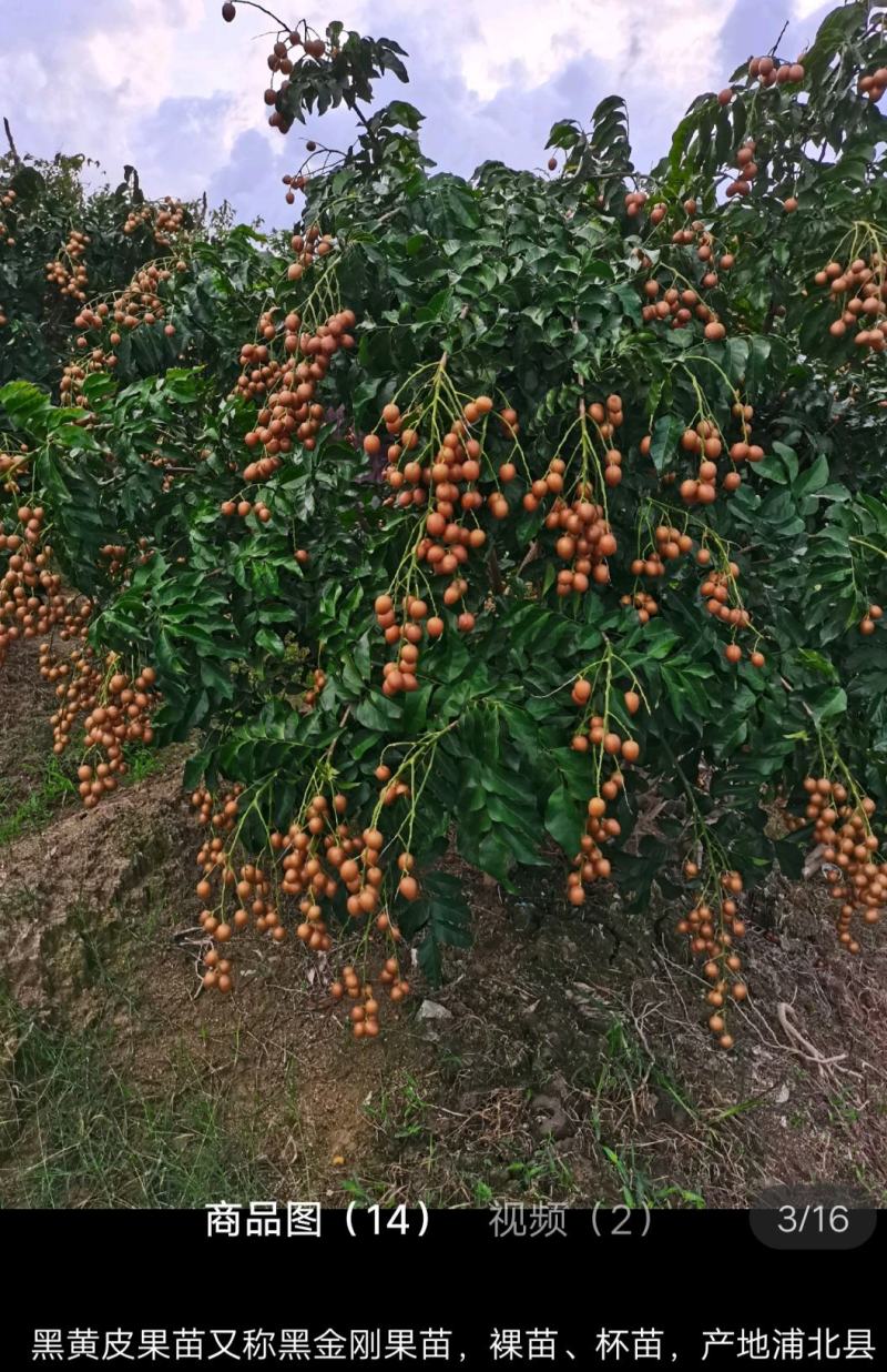 黑黄皮果苗黑金刚黄皮果苗
