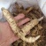 黄精栽子