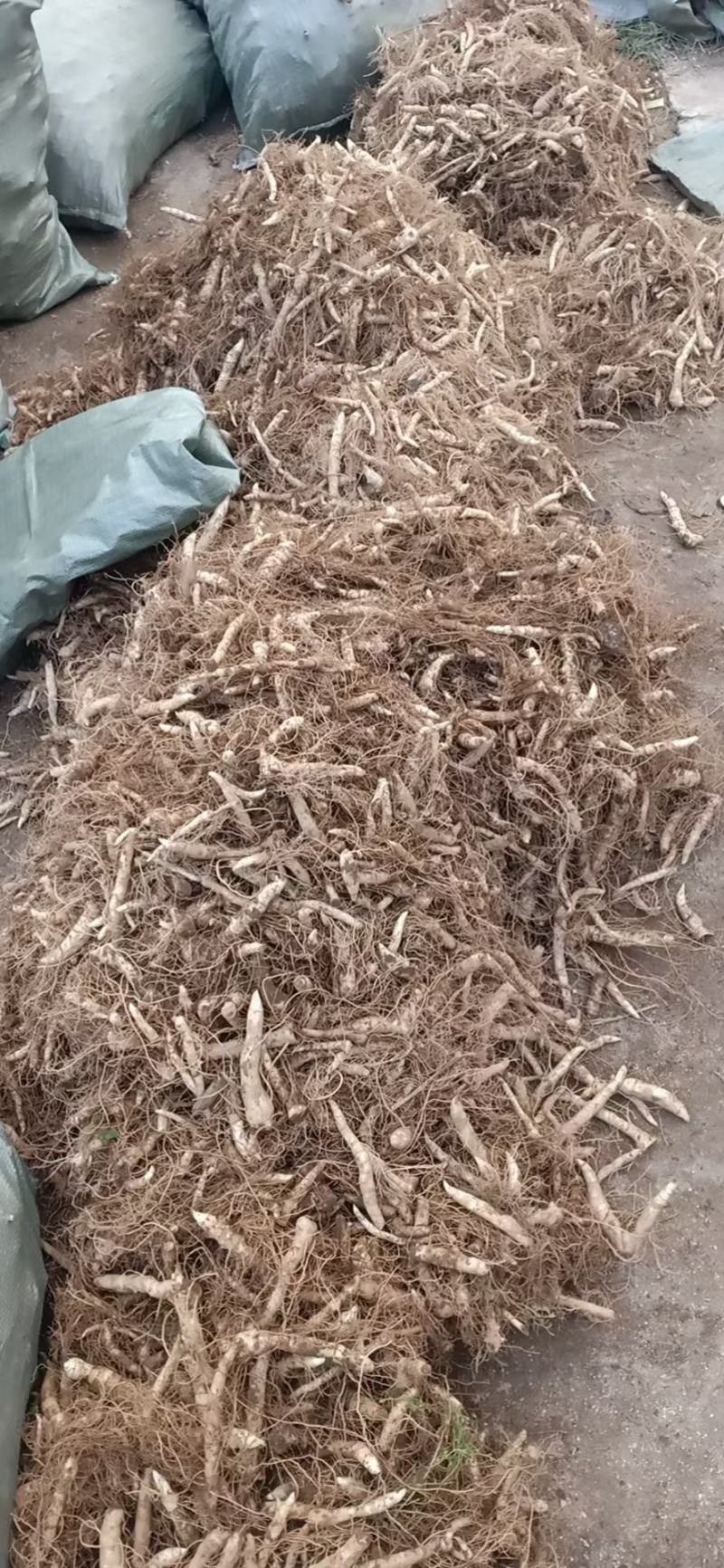 黄精栽子