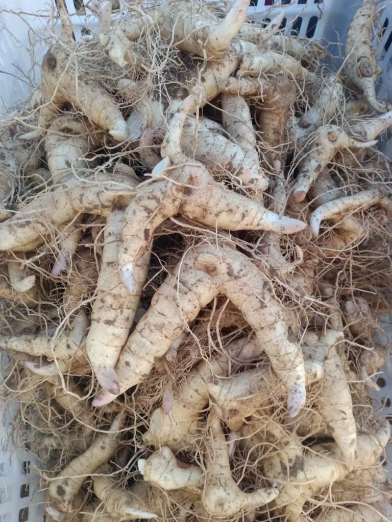 黄精栽子