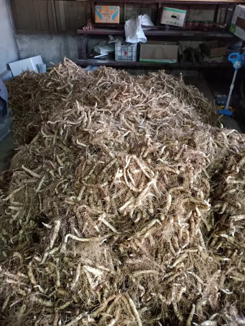 黄精栽子