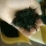 桑芽茶～～桑叶茶一瓶35元3瓶100元包邮