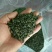 桑芽茶～～桑叶茶一瓶35元3瓶100元包邮