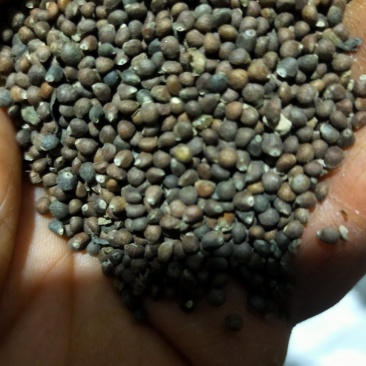 大颗粒苏籽，又荏籽，二零二四年新货，可药用，炸油，喂鸟。