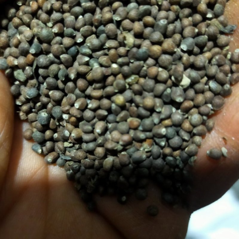 大颗粒苏籽，又荏籽，二零二四年新货，可药用，炸油，喂鸟。