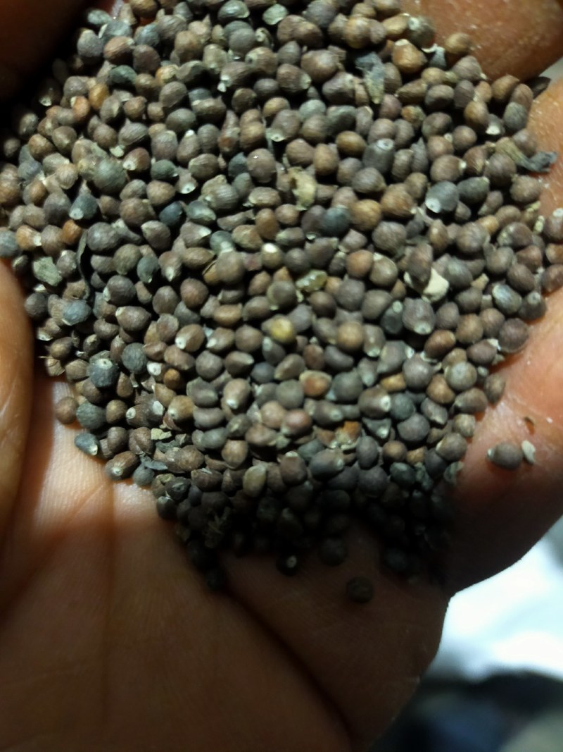 大颗粒苏籽，又荏籽，二零二四年新货，可药用，炸油，喂鸟。