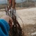 黄金蜜葡萄苗好管理易栽培基地发货保证纯度质量，假一赔十