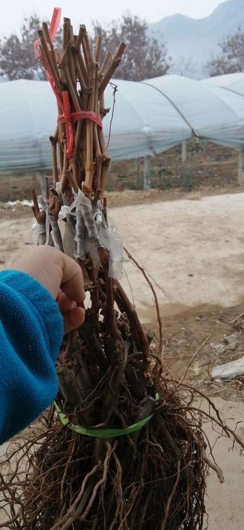黄金蜜葡萄苗好管理易栽培基地发货保证纯度质量，假一赔十