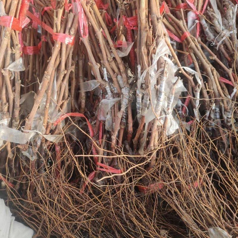 黄金蜜葡萄苗好管理易栽培基地发货保证纯度质量，假一赔十