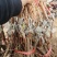黄金蜜葡萄苗好管理易栽培基地发货保证纯度质量，假一赔十