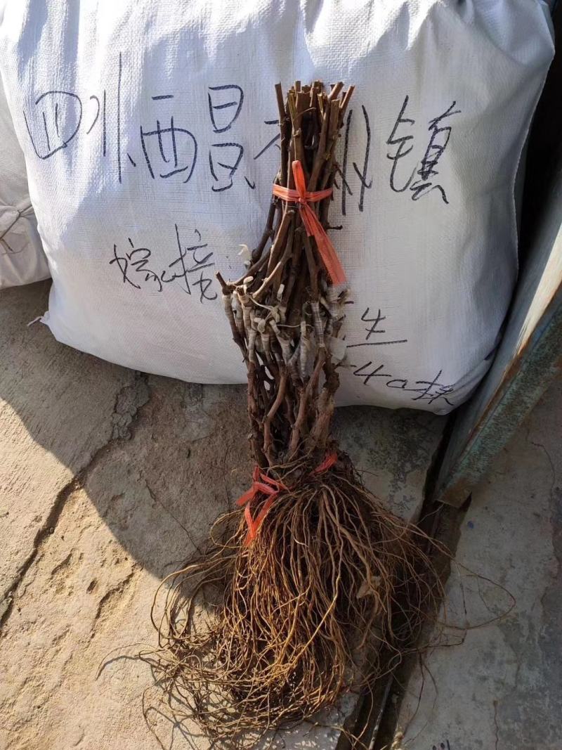 黄金蜜葡萄苗好管理易栽培基地发货保证纯度质量，假一赔十