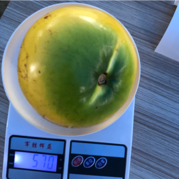 黄晶果马来西亚黄宝石品种靠接苗