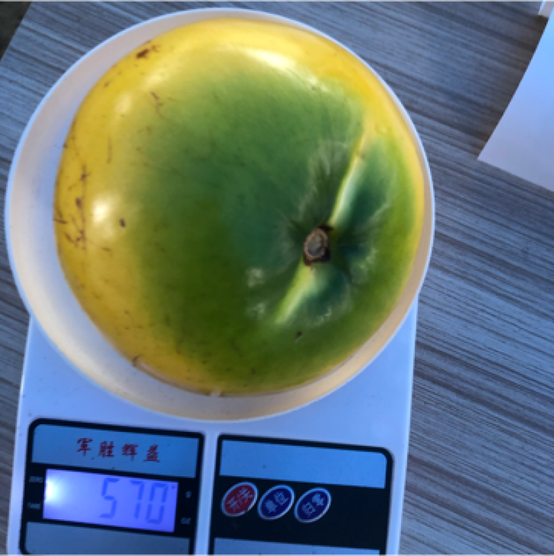黄晶果马来西亚黄宝石品种靠接苗