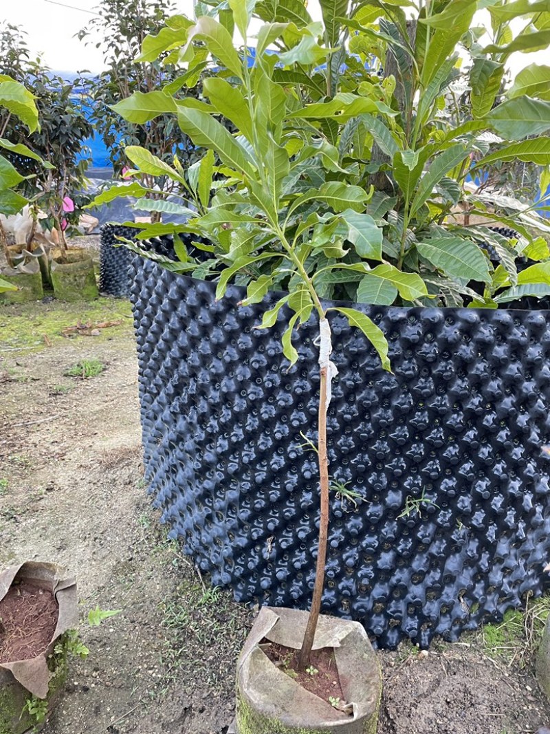 黄晶果马来西亚黄宝石品种靠接苗