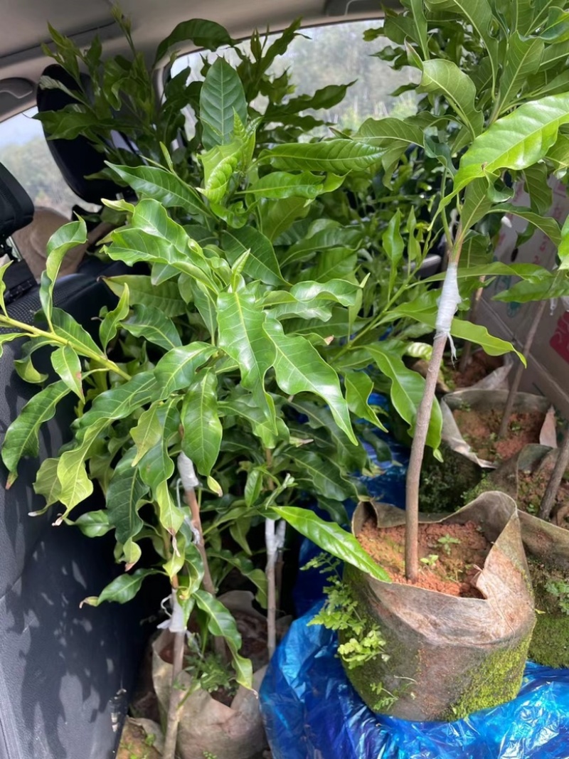 黄晶果马来西亚黄宝石品种靠接苗