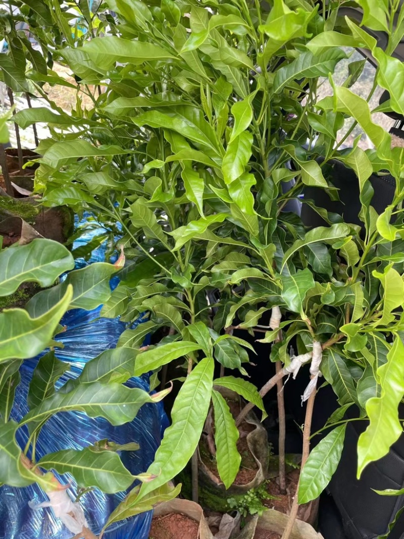 黄晶果马来西亚黄宝石品种靠接苗