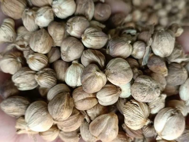 原色白豆蔻，不熏硫磺，不漂白，足斤足两颜色不是很白，