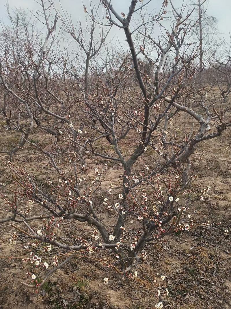 老桩梅花大型梅花庭院风水梅花精品货源供应
