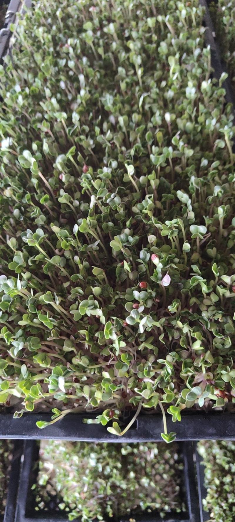芽苗菜萝卜苗萝卜芽七彩萝卜芽