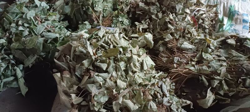 淫羊藿野生，泡酒，泡茶必备佳品，货源来自贵州遵义市绥阳县