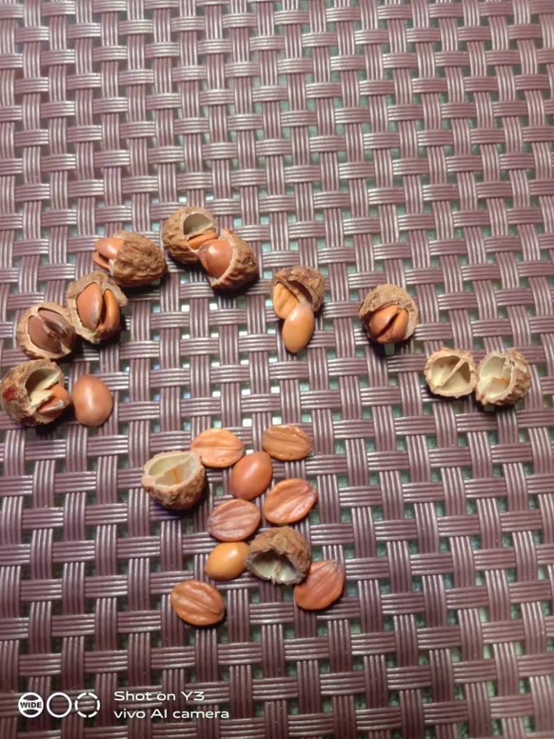 优质酸枣苗。药用酸枣苗。双仁酸枣苗。现挖现发。诚信经营