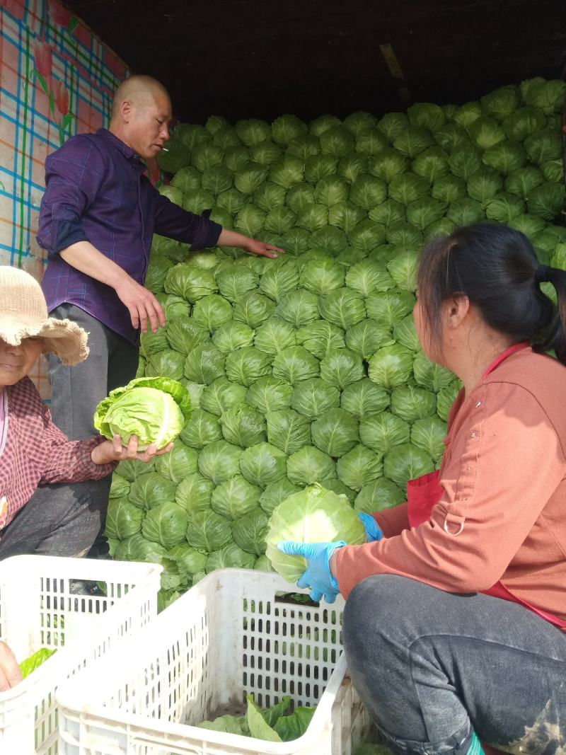 中甘甘蓝大量上市基地直发质量保证诚信经营全国代发代办出口