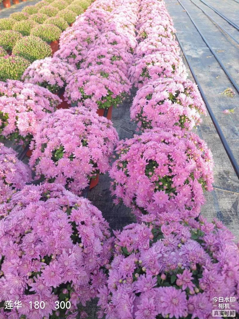 花园小菊种苗，颜色绚丽，冬春花坛必备春量大从优，预订发售