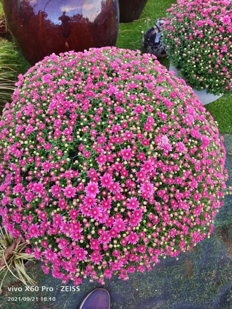 花园小菊种苗，颜色绚丽，冬春花坛必备春量大从优，预订发售