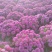花园小菊种苗，颜色绚丽，冬春花坛必备春量大从优，预订发售