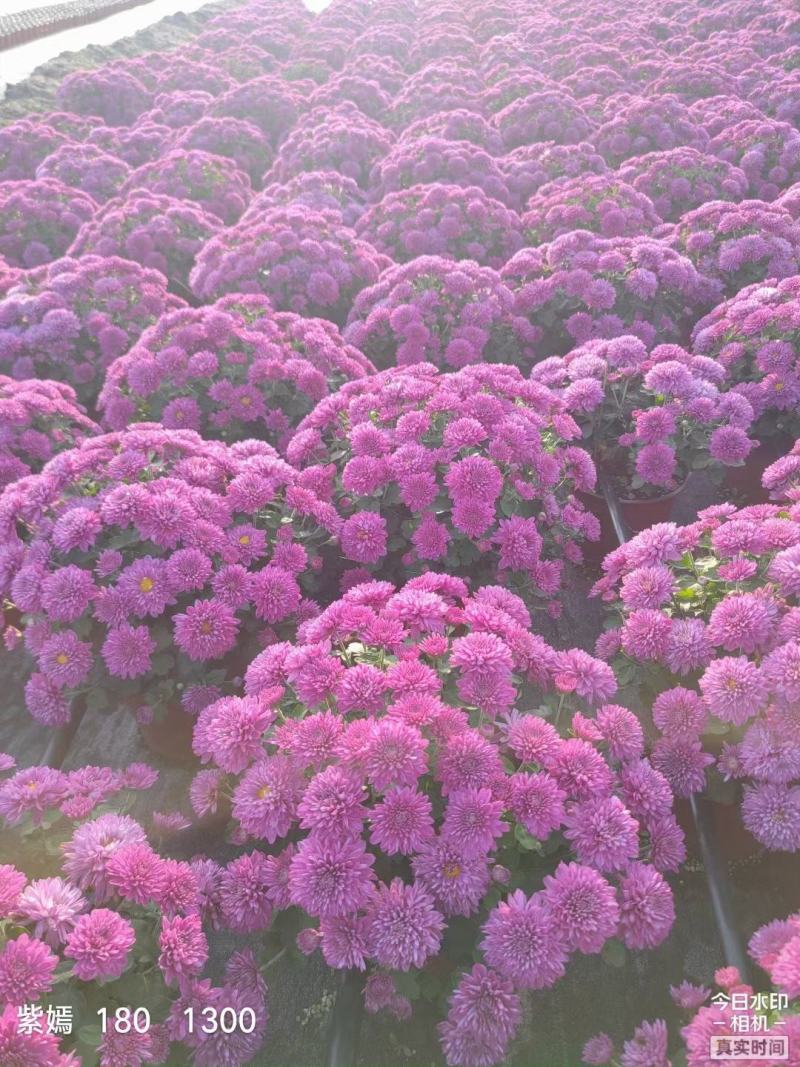 花园小菊种苗，颜色绚丽，冬春花坛必备春量大从优，预订发售