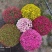 花园小菊种苗，颜色绚丽，冬春花坛必备春量大从优，预订发售