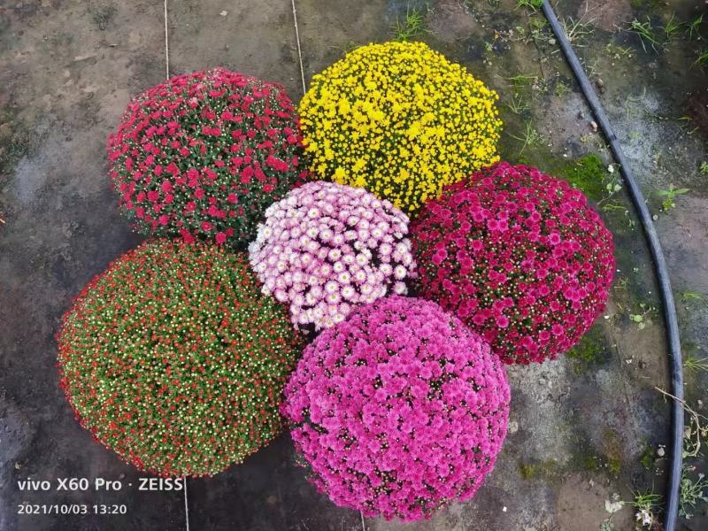 花园小菊种苗，颜色绚丽，冬春花坛必备春量大从优，预订发售