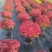 花园小菊种苗，颜色绚丽，冬春花坛必备春量大从优，预订发售