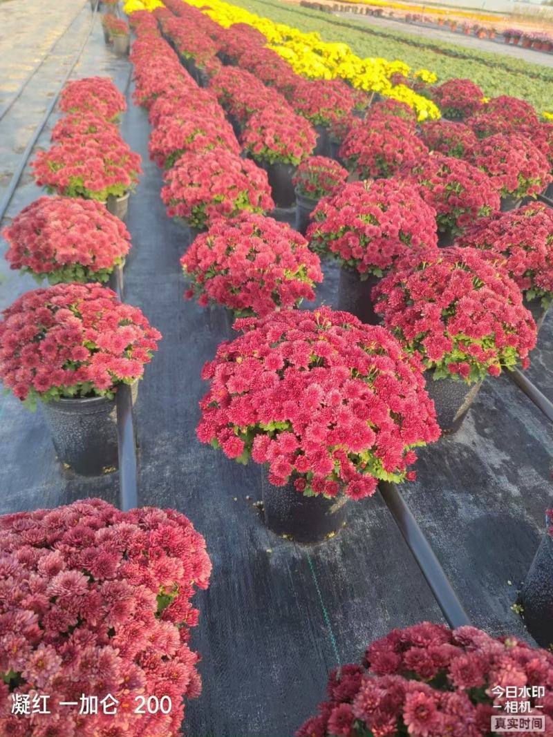 花园小菊种苗，颜色绚丽，冬春花坛必备春量大从优，预订发售
