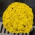 花园小菊种苗，颜色绚丽，冬春花坛必备春量大从优，预订发售