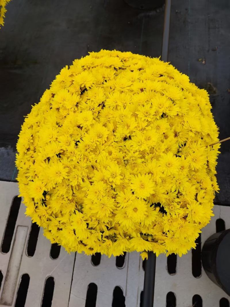 花园小菊种苗，颜色绚丽，冬春花坛必备春量大从优，预订发售