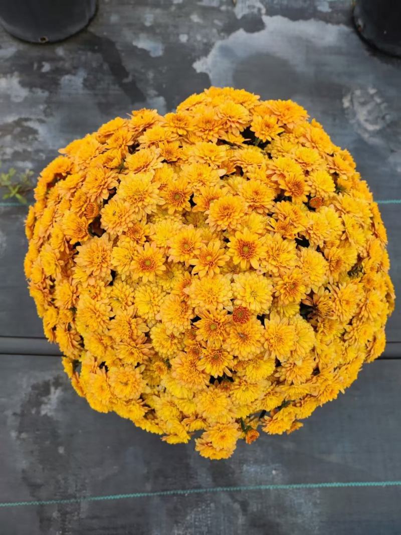 花园小菊种苗，颜色绚丽，冬春花坛必备春量大从优，预订发售