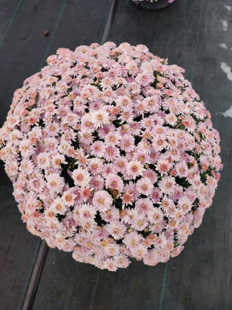 花园小菊种苗，颜色绚丽，冬春花坛必备春量大从优，预订发售