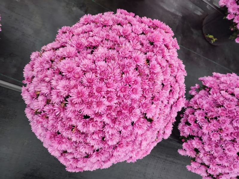 花园小菊种苗，颜色绚丽，冬春花坛必备春量大从优，预订发售