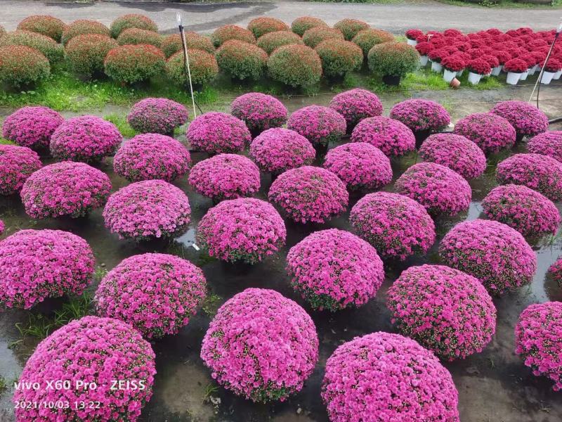 花园小菊种苗，颜色绚丽，冬春花坛必备春量大从优，预订发售