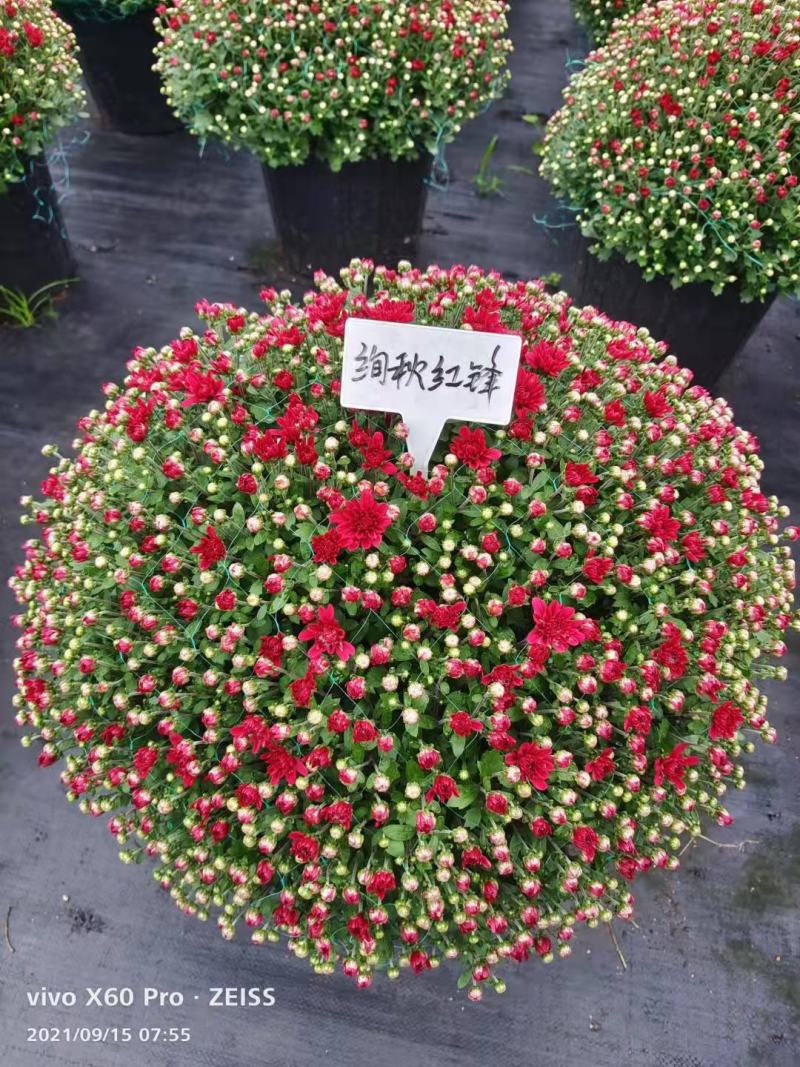 花园小菊种苗，颜色绚丽，冬春花坛必备春量大从优，预订发售
