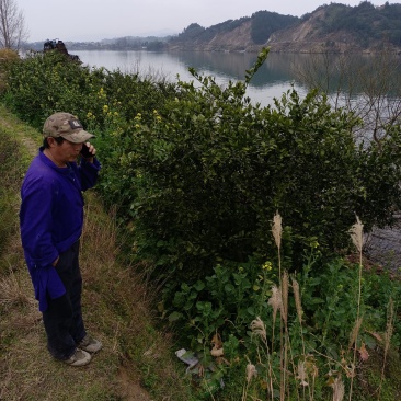 黄溪口果树苗木种植基地，长年供应优质南丰苗
