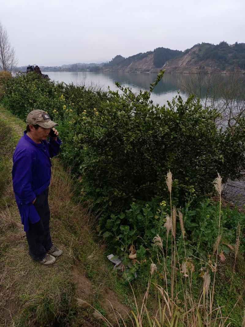 黄溪口果树苗木种植基地，长年供应优质南丰苗