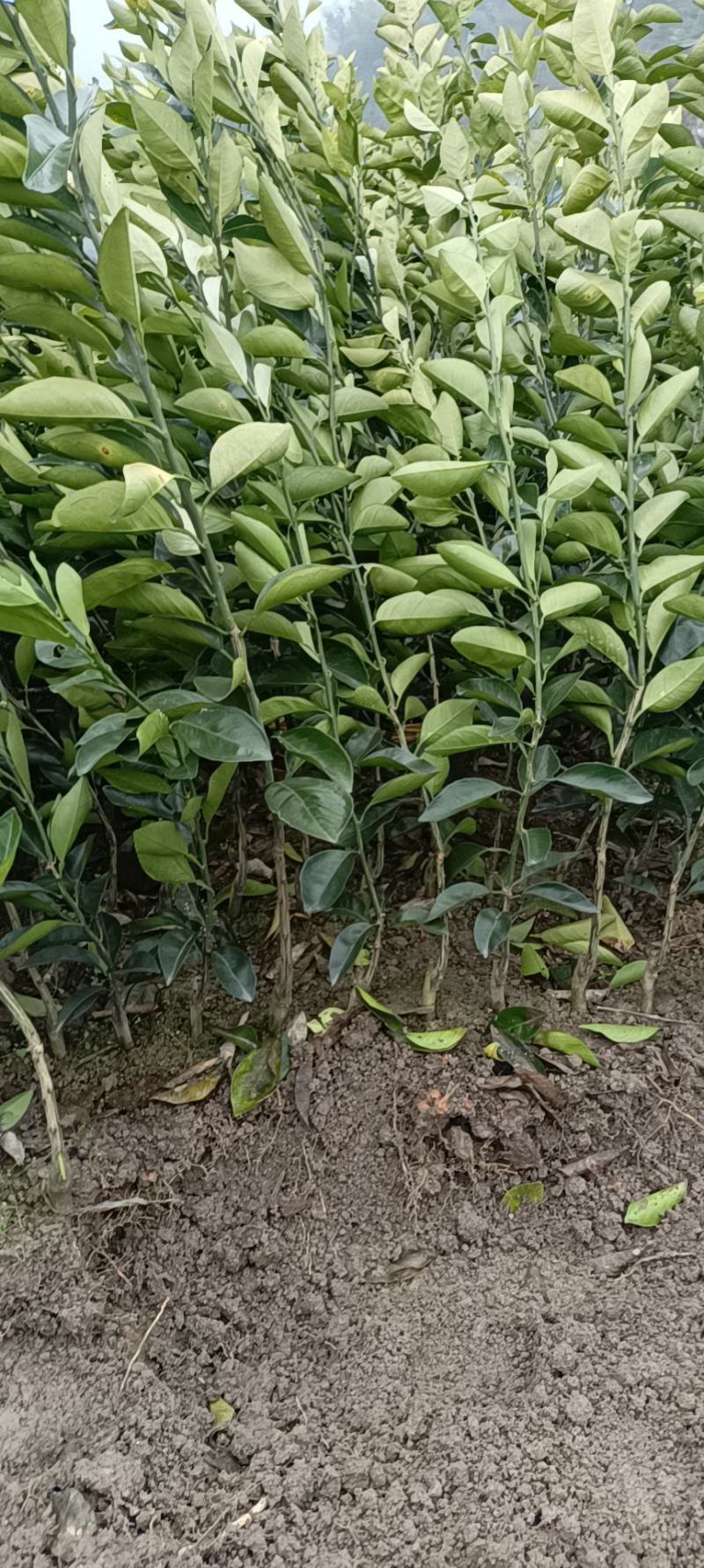 黄溪口果树苗木种植基地，长年供应优质南丰苗