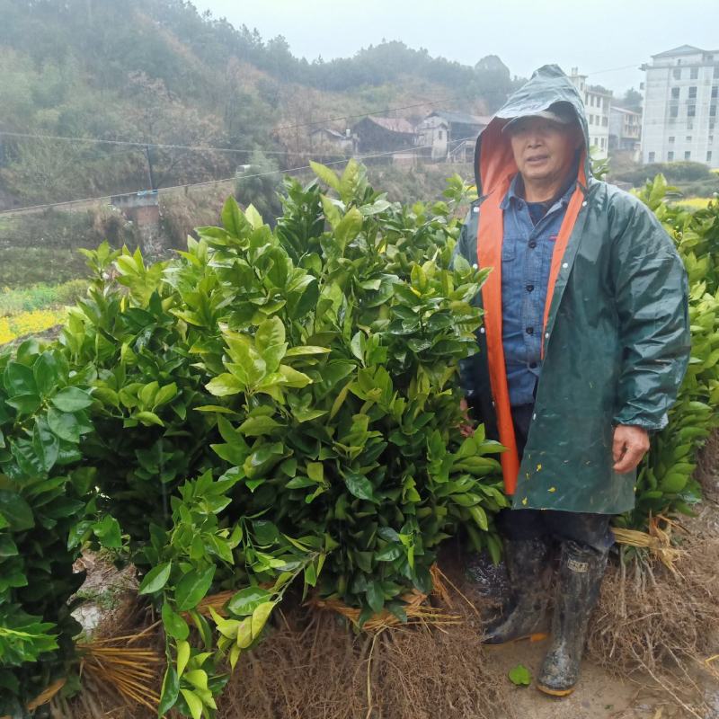 黄溪口果树苗木种植基地，长年供应优质南丰苗