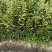 黄溪口果树苗木种植基地，长年供应优质南丰苗