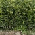 黄溪口果树苗木种植基地，长年供应优质南丰苗