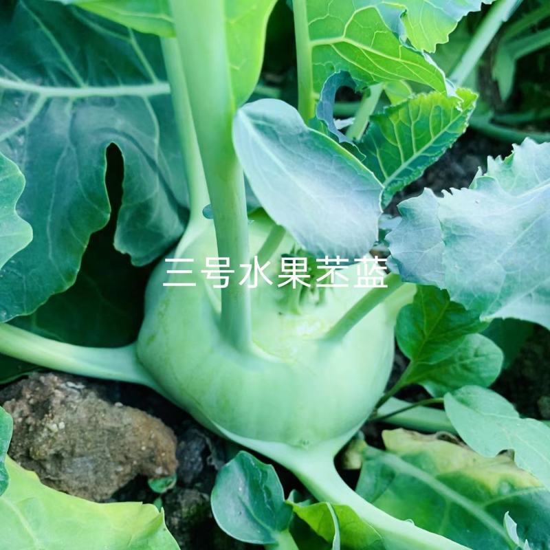 科萌三号早熟水果苤蓝种子适宜鲜食口感脆甜皮色翠绿苤兰种子