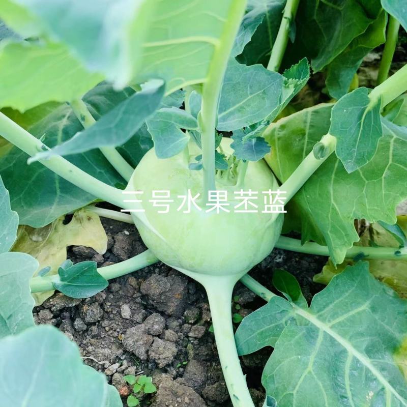科萌三号早熟水果苤蓝种子适宜鲜食口感脆甜皮色翠绿苤兰种子