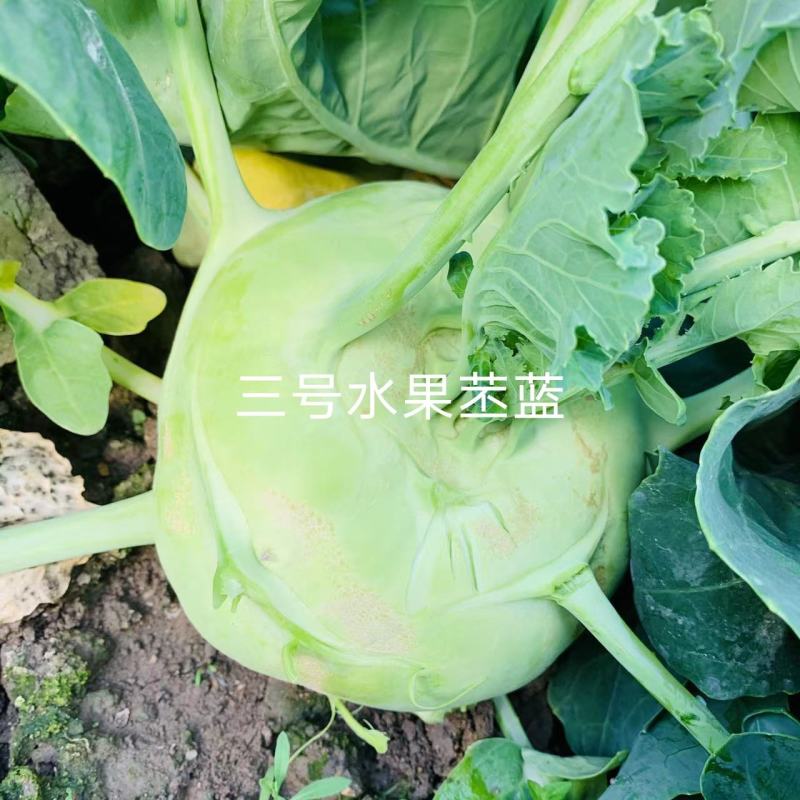科萌三号早熟水果苤蓝种子适宜鲜食口感脆甜皮色翠绿苤兰种子